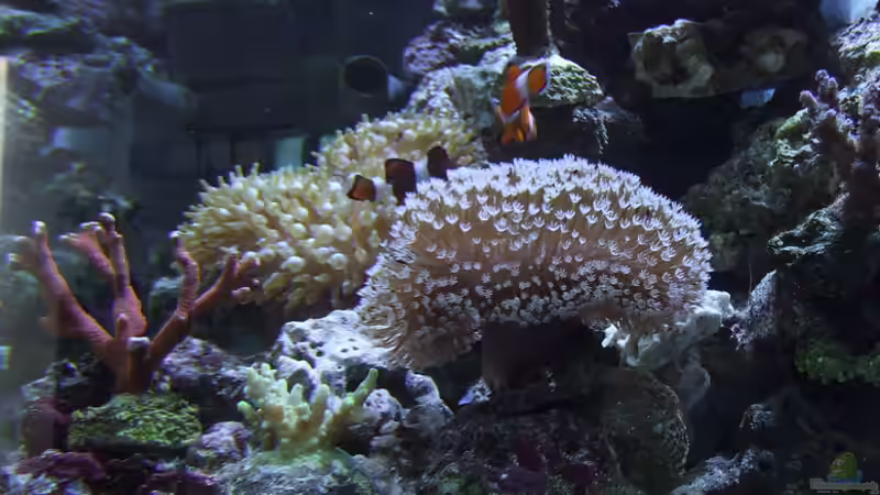 Dekoration im Aquarium Becken 4431 von Sascha Bill (11)