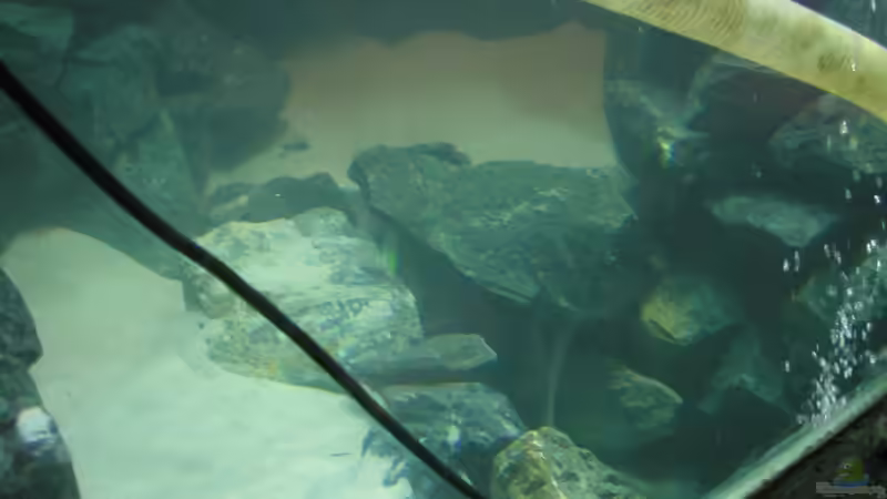 Dekoration im Aquarium Becken 4449 von Jan Krüger (15)