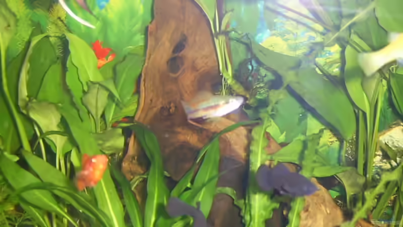 Dekoration im Aquarium Becken 4453 von Sergej Reiswich (10)