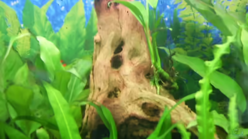 Dekoration im Aquarium Becken 4453 von Sergej Reiswich (11)