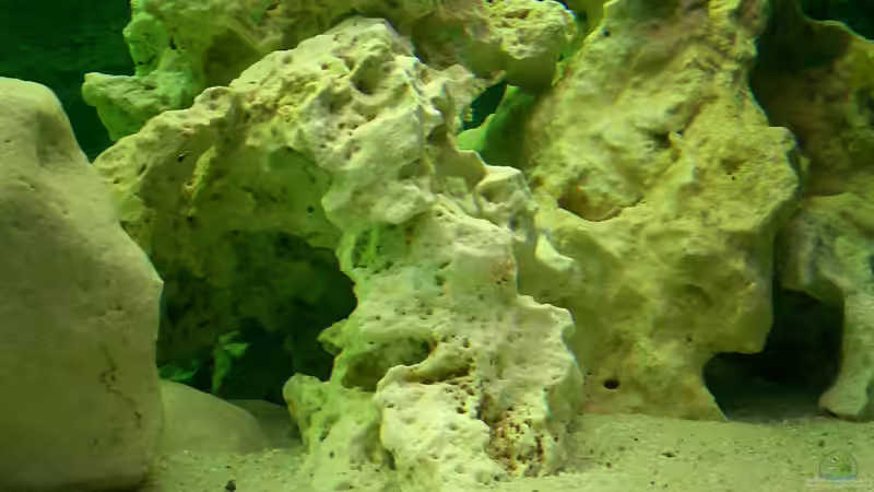 Dekoration im Aquarium Becken 446 von Mario Gerber (8)