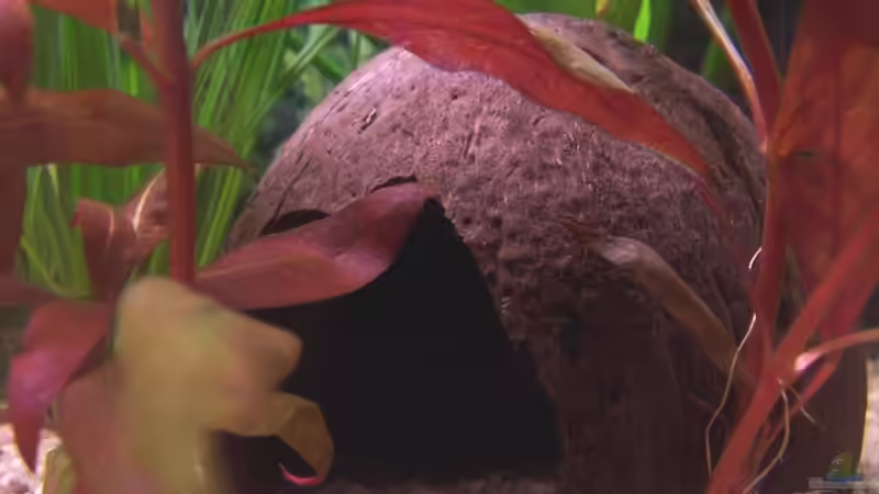 Dekoration im Aquarium Becken 4478 von jhgfsjgfhl (10)