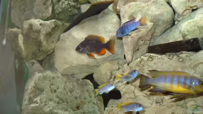 Dekoration im Aquarium Becken 4511 von Miki Öry (7)