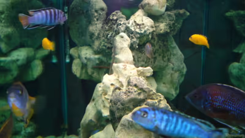 Dekoration im Aquarium Becken 4511 von Miki Öry (8)