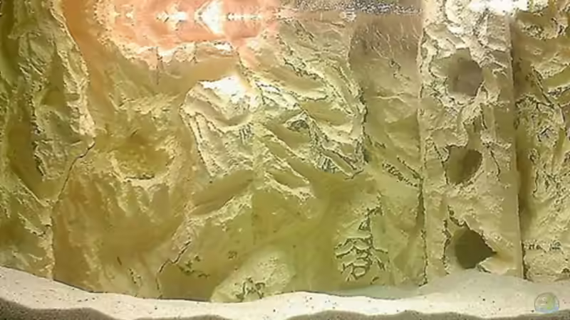 Dekoration im Aquarium Becken 4513 von Dennis Klusmann (13)