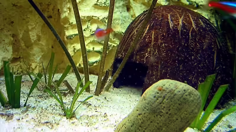 Dekoration im Aquarium Becken 4513 von Dennis Klusmann (14)