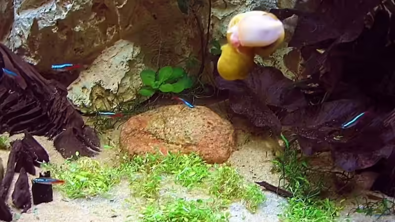 Dekoration im Aquarium Becken 4513 von Dennis Klusmann (15)