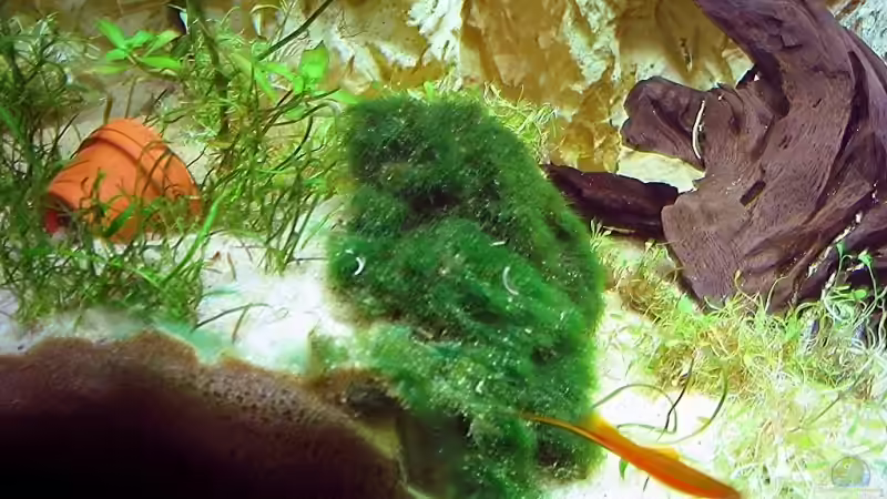 Dekoration im Aquarium Becken 4513 von Dennis Klusmann (16)