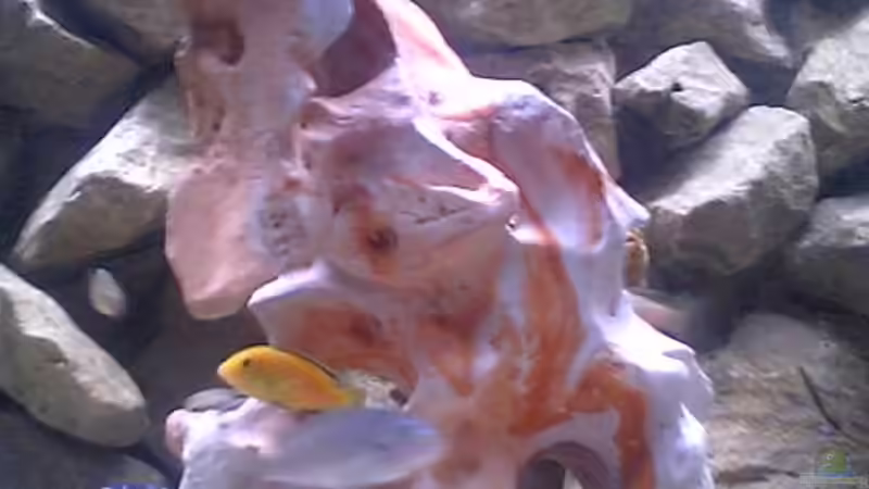 Dekoration im Aquarium Becken 4523 von Christian Müller (6)