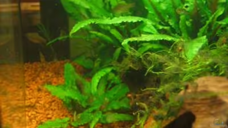 Dekoration im Aquarium Becken 4525 von Mika Kläser (5)