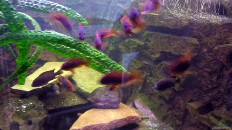 Dekoration im Aquarium Becken 4540 von Maurice Overheu (12)