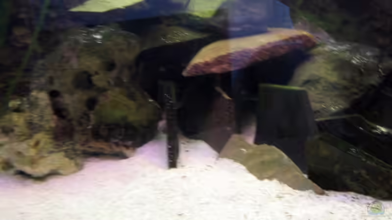 Dekoration im Aquarium Becken 4540 von Maurice Overheu (14)