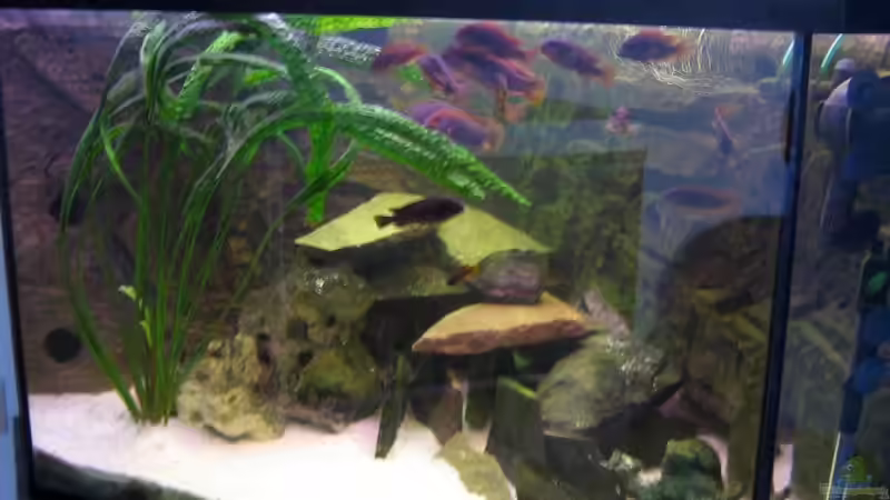 Dekoration im Aquarium Becken 4540 von Maurice Overheu (15)