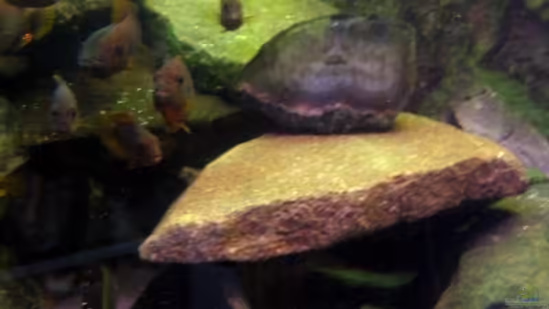 Dekoration im Aquarium Becken 4540 von Maurice Overheu (16)