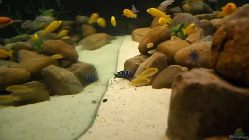 Dekoration im Aquarium Becken 4556 von Christopher Lührs (3)