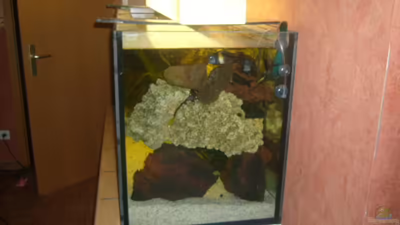 Dekoration im Aquarium Becken 4587 von Sascha Kath (10)