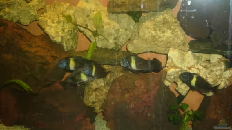 Dekoration im Aquarium Becken 4587 von Sascha Kath (2)