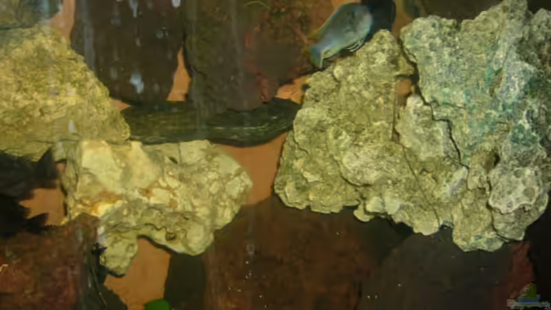 Dekoration im Aquarium Becken 4587 von Sascha Kath (3)