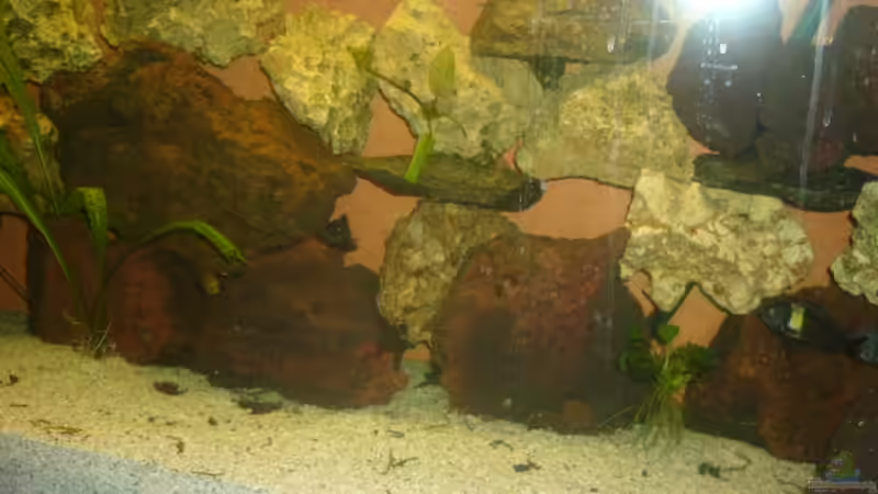 Dekoration im Aquarium Becken 4587 von Sascha Kath (4)