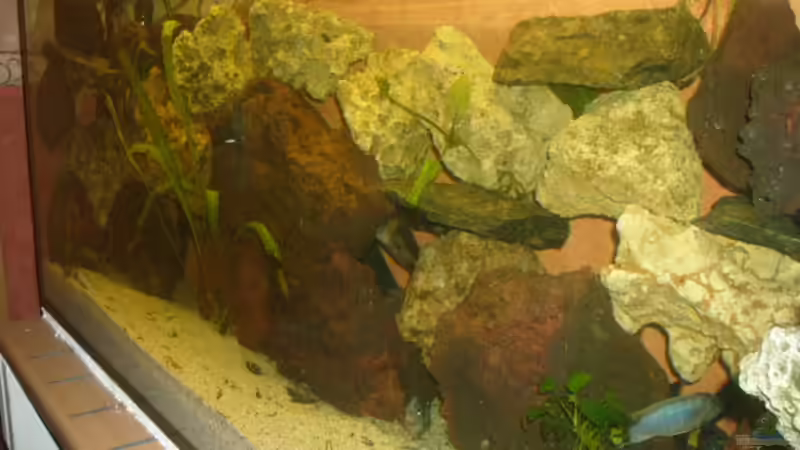 Dekoration im Aquarium Becken 4587 von Sascha Kath (5)