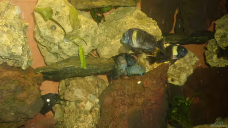 Dekoration im Aquarium Becken 4587 von Sascha Kath (7)