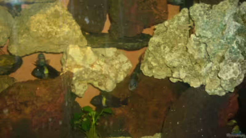 Dekoration im Aquarium Becken 4587 von Sascha Kath (8)