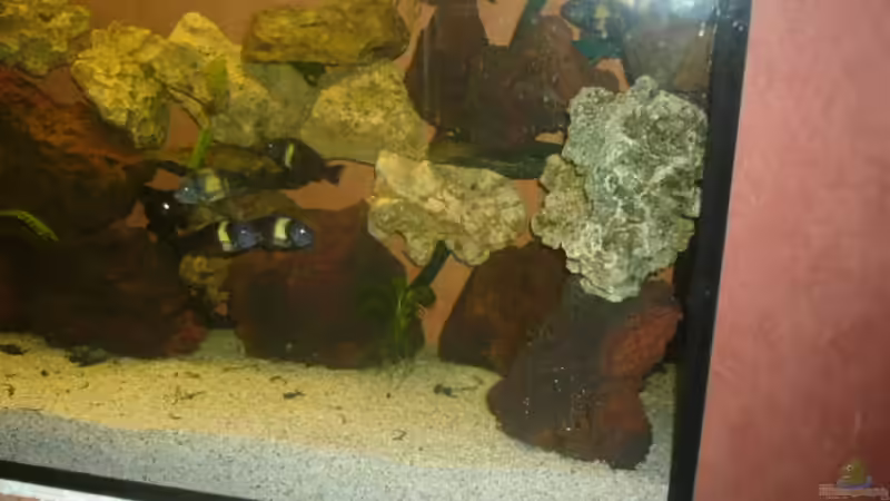 Dekoration im Aquarium Becken 4587 von Sascha Kath (9)