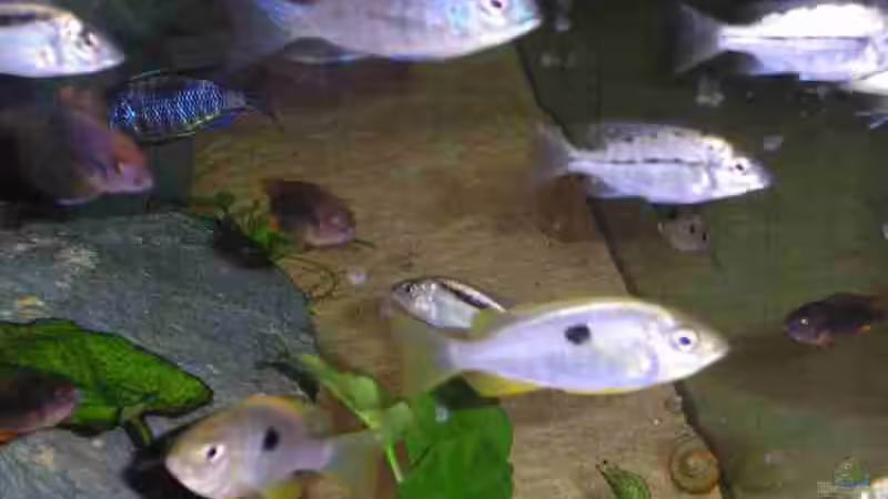 Dekoration im Aquarium Becken 460 von Sascha Bill (7)