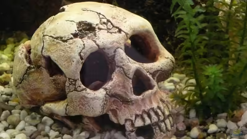 Dekoration im Aquarium Becken 4603 von Axel Schilling (3)