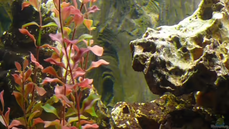 Dekoration im Aquarium Becken 4603 von Axel Schilling (4)