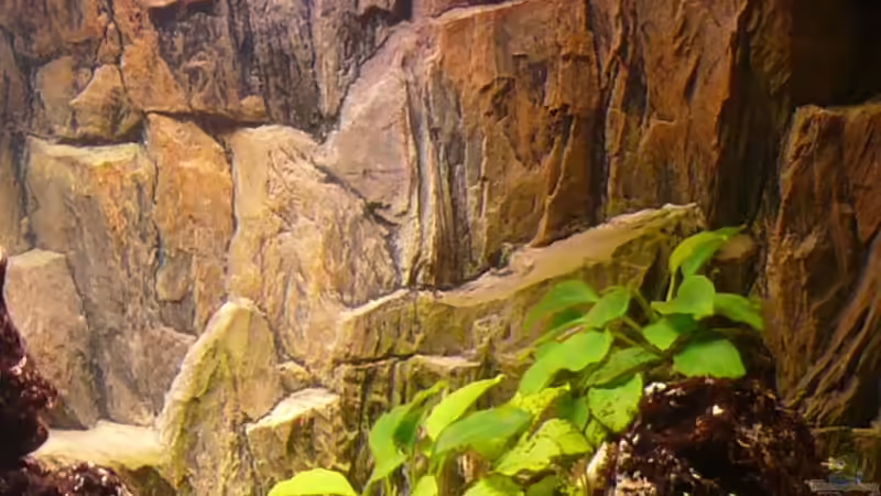 Dekoration im Aquarium Becken 4603 von Axel Schilling (5)
