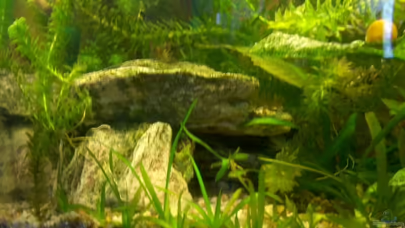 Dekoration im Aquarium Becken 4609 von Robert Rago (4)