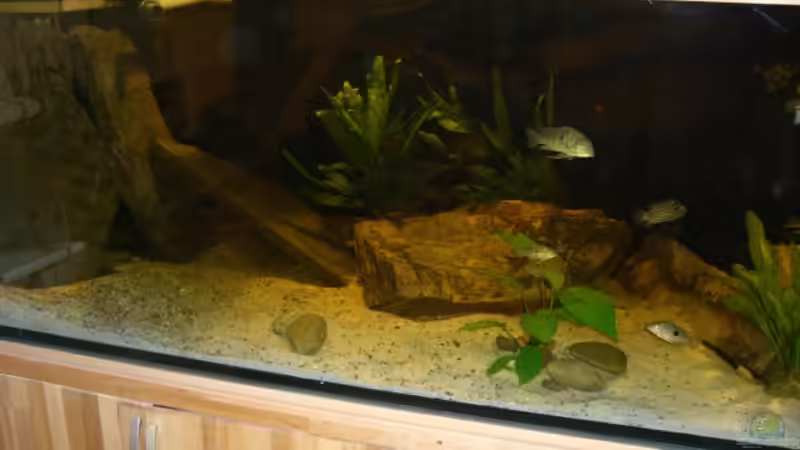 Dekoration im Aquarium Becken 4618 von Heiko Witt (4)