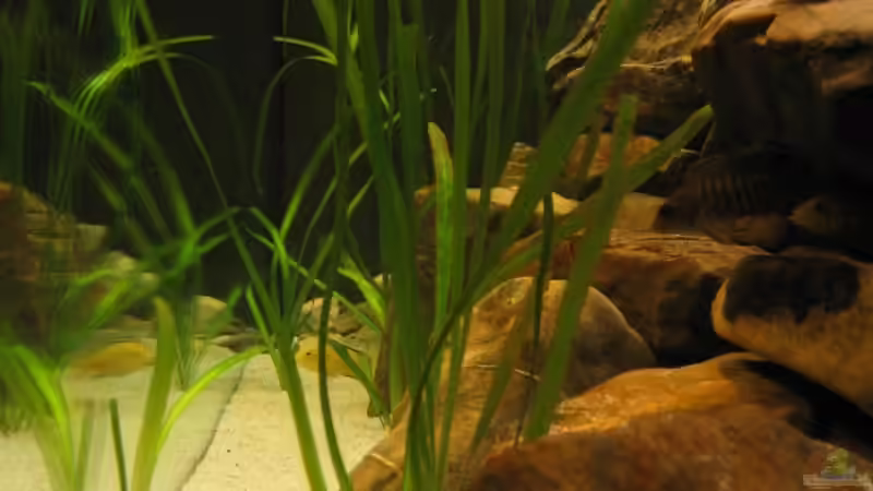 Dekoration im Aquarium Becken 4622 von Manuel Huemer (5)