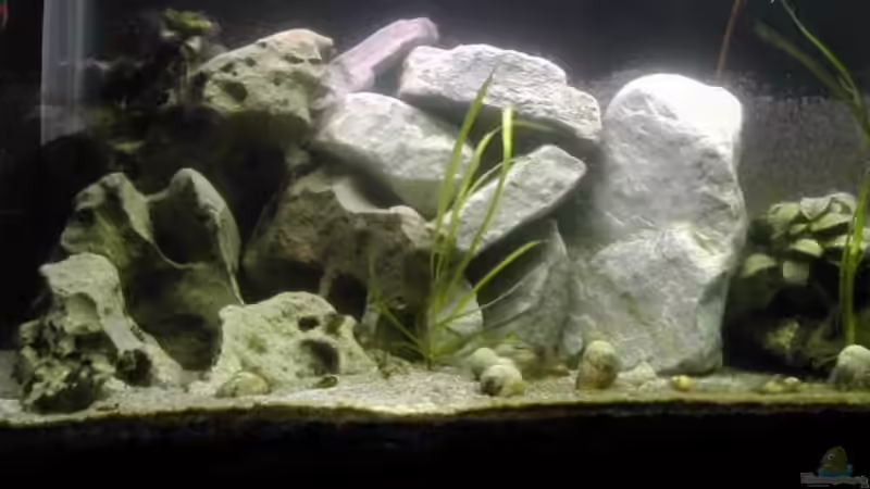 Dekoration im Aquarium Becken 465 von Eva Weixler (4)