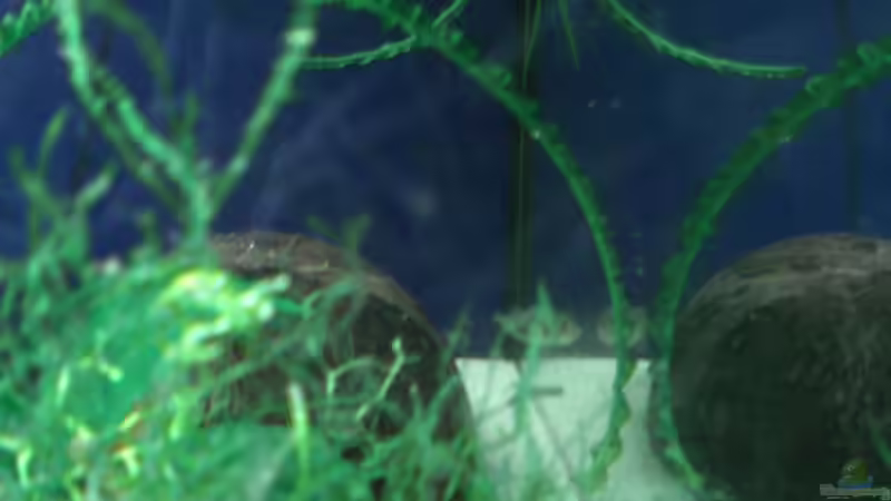 Dekoration im Aquarium Becken 4658 von Toda (5)