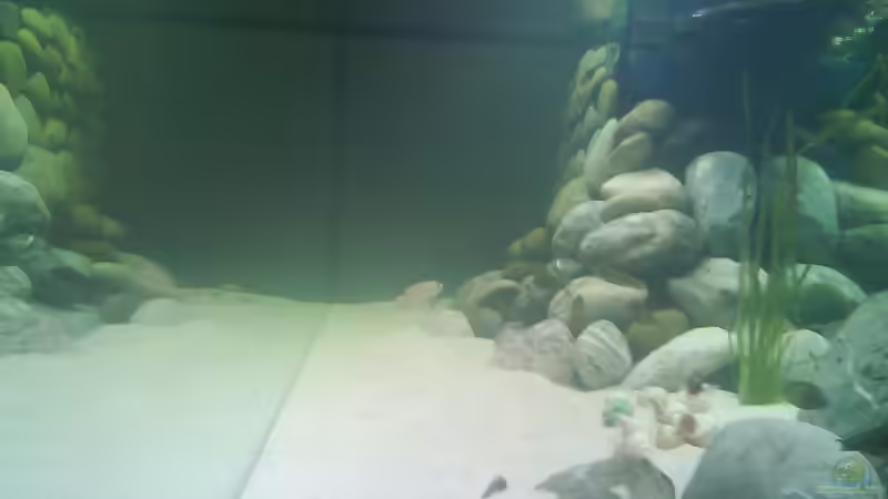 Dekoration im Aquarium Becken 4659 von Gernold Lengert (17)