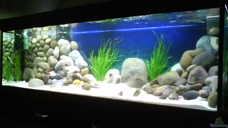 Dekoration im Aquarium Becken 4659 von Gernold Lengert (18)