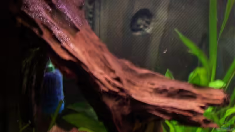 Dekoration im Aquarium Becken 4674 von Stefan Arenth (12)