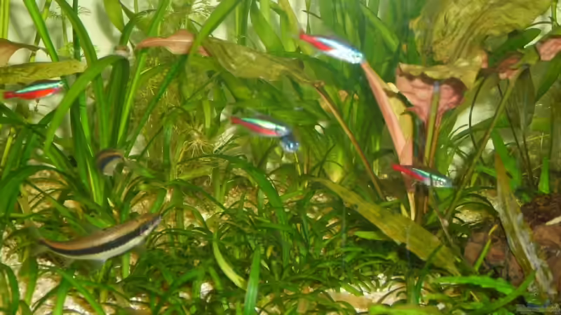 Dekoration im Aquarium Becken 4716 von Dennis Niemeier (6)