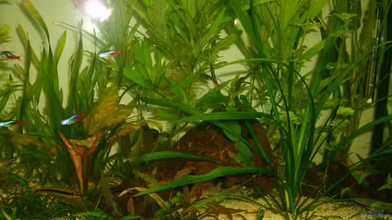 Dekoration im Aquarium Becken 4716 von Dennis Niemeier (7)