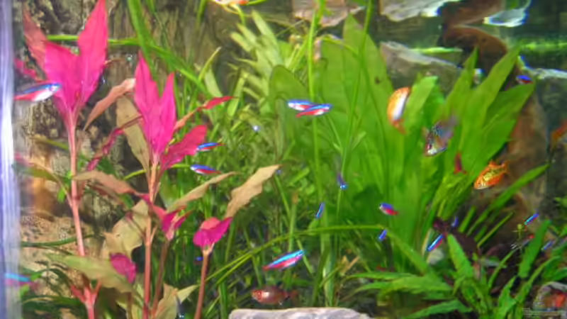 Dekoration im Aquarium Becken 474 von Benjamin Burzlaff (4)