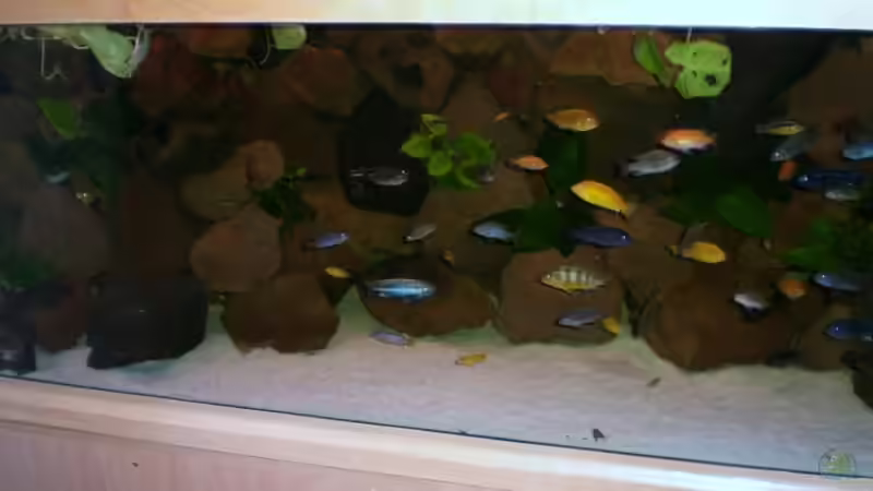 Dekoration im Aquarium Becken 4763 von Ismail Korkmaz (10)