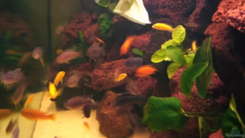 Dekoration im Aquarium Becken 4763 von Ismail Korkmaz (11)