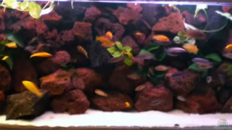 Dekoration im Aquarium Becken 4763 von Ismail Korkmaz (12)