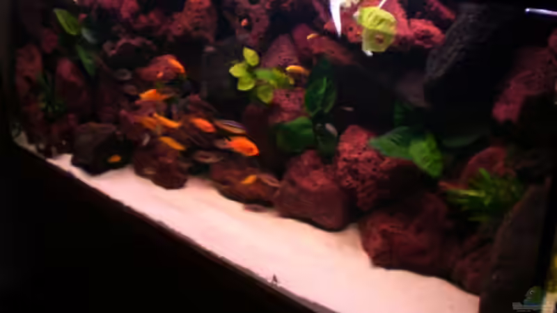 Dekoration im Aquarium Becken 4763 von Ismail Korkmaz (9)