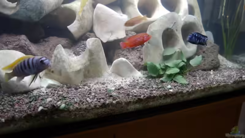 Dekoration im Aquarium Becken 477 von Melanie Ruegamer (2)