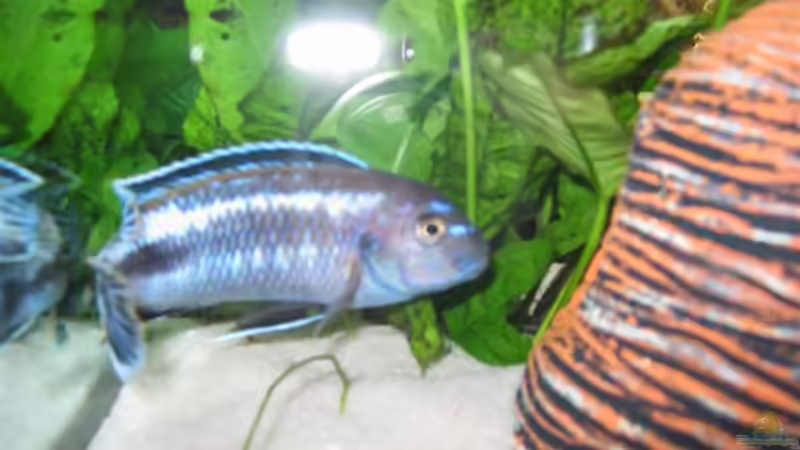 Dekoration im Aquarium Becken 4795 von Gabriel Lechner (11)