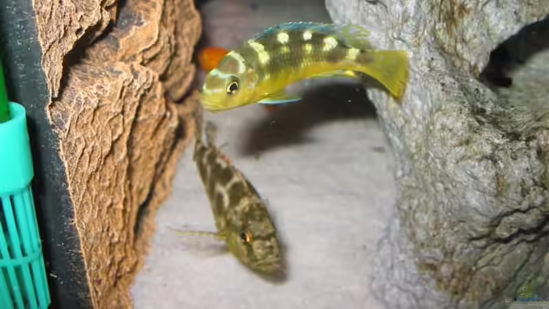 Dekoration im Aquarium Becken 4795 von Gabriel Lechner (12)