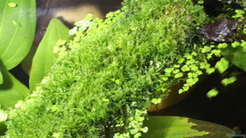 Dekoration im Aquarium Becken 4843 von David Philipp (3)